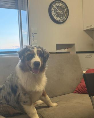 Ares pastore australiano disponibile per monta