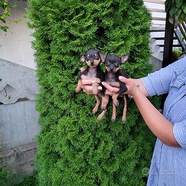 Splendidi Cuccioli Toy Terrier