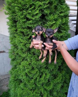 Splendidi Cuccioli Toy Terrier
