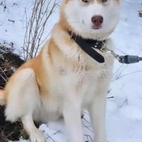 Siberian Husky