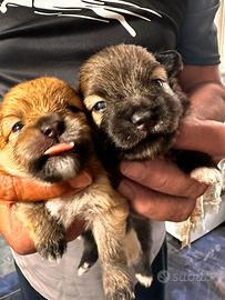 Cuccioli di spitz