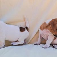 Femminucce Jack russel pelo e zampa corta