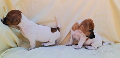 Femminucce Jack russel pelo e zampa corta