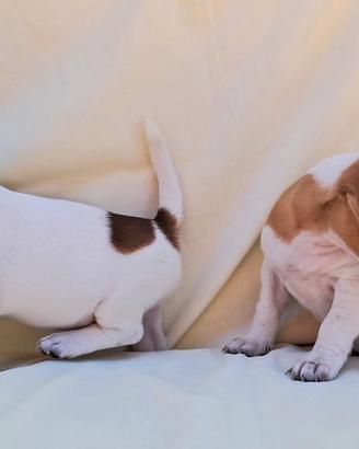 Femminucce Jack russel pelo e zampa corta