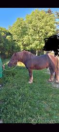 Cavallo puledro