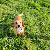 Cagnolino taglia contenuta