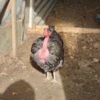 Gallina collo nudo marans galli moroseta