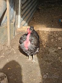Gallina collo nudo marans galli moroseta
