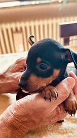 Ultimo cucciolo maschio di pincher nero focato dia