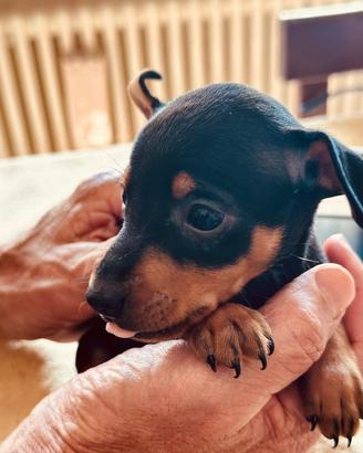 Ultimo cucciolo maschio di pincher nero focato dia