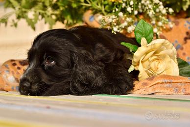 Cuccioli Cocker Spaniel Inglese