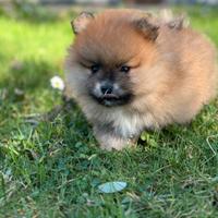 Volpino di pomerania