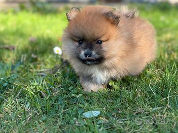 Volpino di pomerania