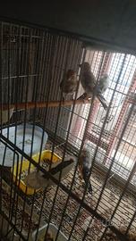 Uccelli