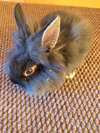 Coniglio nano testa di leone