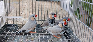 Diamanti Mandarino