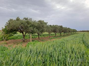 Terreno a uliveto nocellara vicinanze casa
