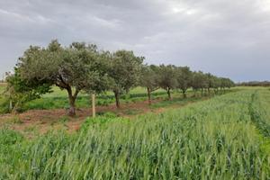 Terreno a uliveto nocellara vicinanze casa