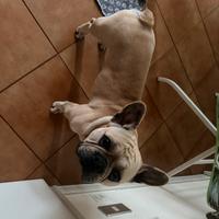 Bulldog francese fulvo champagne