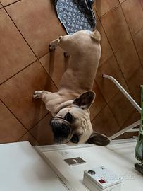 Bulldog francese fulvo champagne