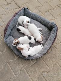 cuccioli di Jack Russell 
