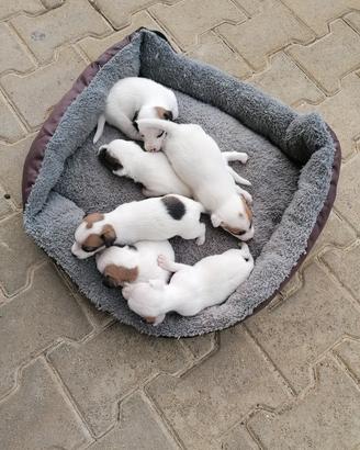 cuccioli di Jack Russell 
