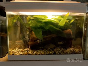 Acquario 26 lt