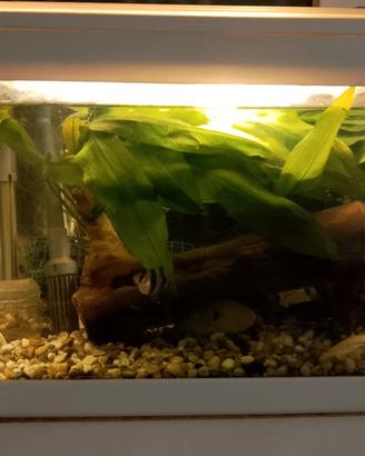 Acquario 26 lt