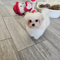 Maltipoo mini