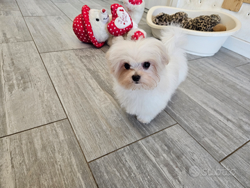 Maltipoo mini