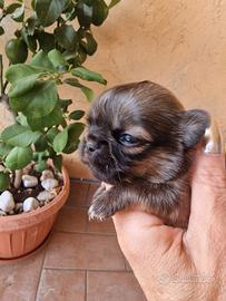 Chihuahua femminuccia MICRO super bella