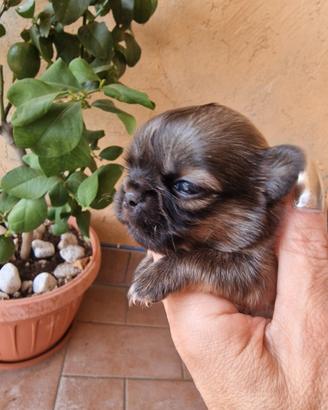 Chihuahua femminuccia MICRO super bella