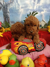 Disponibili Barboncini Cuccioli Rosso Red