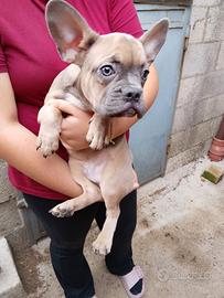 cuccioli di bulldog francese 