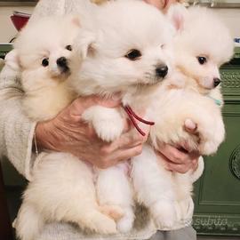Cuccioli di volpino italiano