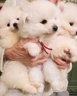 Cuccioli di volpino italiano