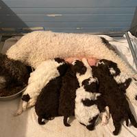 Lagotto Romagnolo