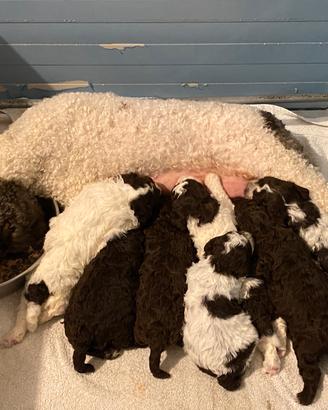 Lagotto Romagnolo