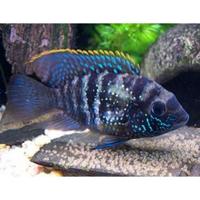 Ciclidi Aequidens pulcher