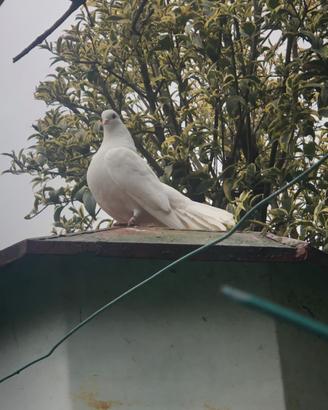 Pavoncelle