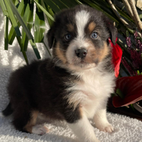 Theo cucciolo di pastore australiano