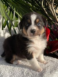 Theo cucciolo di pastore australiano