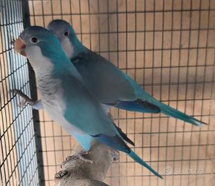 Coppia parrocchetto monaco blu