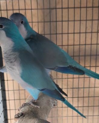 Coppia parrocchetto monaco blu