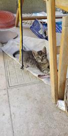Regaloo Gattinii
