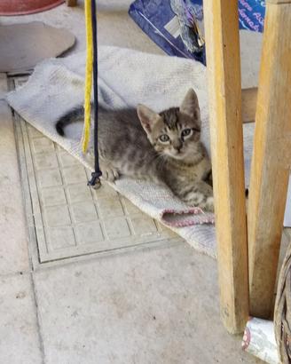 Regaloo Gattinii