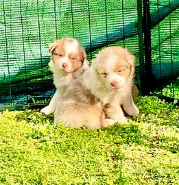 Pastore australiano Australian Shepherd CUCCIOLI