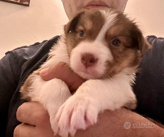 Border collie