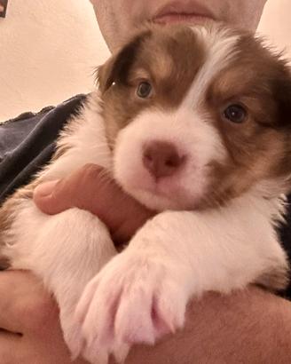 Border collie