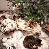 Gatto del bengala intero